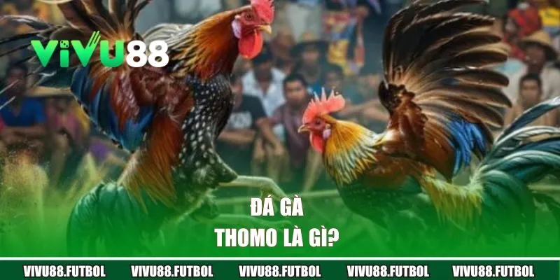 Đá gà Thomo là gì?